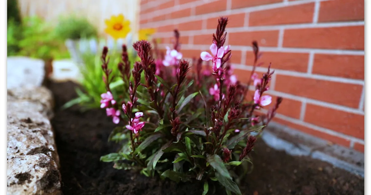  - Prachtkerze – Einpflanzen im Garten