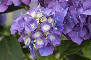Hydrangea macrophylla 'Blue Heaven'® - Bauernhortensie 'Blue Heaven'®