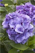 Hydrangea macrophylla 'Blue Heaven'® - Bauernhortensie 'Blue Heaven'®