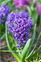 Hyacinthus orientalis 'Blue Pearl' - Hyazinthe
