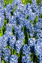 Hyacinthus orientalis 'Blue Star' - Hyazinthe Hyacinthus orientalis 'Blue Star' - Hyazinthe