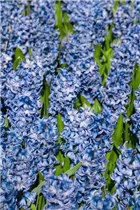 Hyacinthus orientalis 'Blue Star' - Hyazinthe Hyacinthus orientalis 'Blue Star' - Hyazinthe
