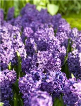 Hyacinthus orientalis 'Blue Star' - Hyazinthe Hyacinthus orientalis 'Blue Star' - Hyazinthe