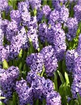 Hyacinthus orientalis 'Blue Star' - Hyazinthe Hyacinthus orientalis 'Blue Star' - Hyazinthe
