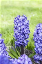 Hyacinthus orientalis 'Blue Star' - Hyazinthe Hyacinthus orientalis 'Blue Star' - Hyazinthe