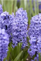 Hyacinthus orientalis 'Blue Star' - Hyazinthe Hyacinthus orientalis 'Blue Star' - Hyazinthe