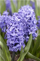 Hyacinthus orientalis 'Blue Star' - Hyazinthe Hyacinthus orientalis 'Blue Star' - Hyazinthe