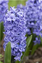 Hyacinthus orientalis 'Blue Star' - Hyazinthe Hyacinthus orientalis 'Blue Star' - Hyazinthe