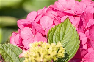 Hydrangea macrophylla 'Bouquet Rose' - Bauernhortensie 'Bouquet Rose'