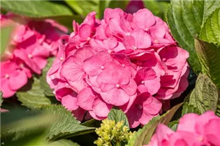 Hydrangea macrophylla 'Bouquet Rose' - Bauernhortensie 'Bouquet Rose'