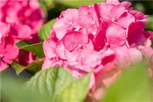 Hydrangea macrophylla 'Bouquet Rose' - Bauernhortensie 'Bouquet Rose'