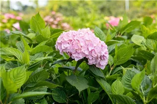 Hydrangea macrophylla 'Bouquet Rose' - Bauernhortensie 'Bouquet Rose'