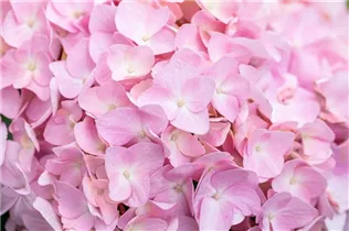 Hydrangea macrophylla 'Bouquet Rose' - Bauernhortensie 'Bouquet Rose'