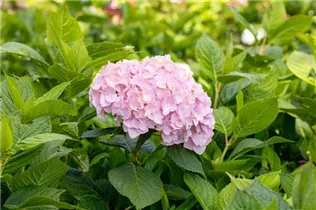 Hydrangea macrophylla 'Bouquet Rose' - Bauernhortensie 'Bouquet Rose'