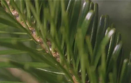 Der Weihnachtsbaum in der Adventszeit