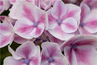 Hydrangea macrophylla 'Camilla'(s) - Gartenhortensie 'Camilla'(s)