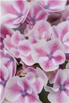 Hydrangea macrophylla 'Camilla'(s) - Gartenhortensie 'Camilla'(s)