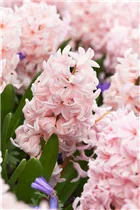 Hyacinthus orientalis 'China Pink' - Hyazinthe 'China Pink'