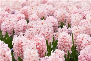Hyacinthus orientalis 'China Pink' - Hyazinthe 'China Pink'
