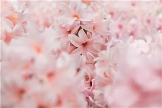 Hyacinthus orientalis 'China Pink' - Hyazinthe 'China Pink'