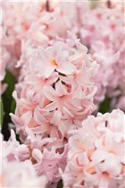 Hyacinthus orientalis 'China Pink' - Hyazinthe 'China Pink'