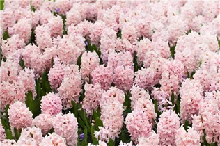 Hyacinthus orientalis 'China Pink' - Hyazinthe 'China Pink'