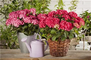 Hydrangea macrophylla 'Classic'® - Hydrangea macrophylla 'Classic'® Hydrangea macrophylla 'Classic'® - Hydrangea macrophylla 'Classic'®