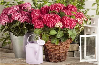 Hydrangea macrophylla 'Classic'® - Hydrangea macrophylla 'Classic'® Hydrangea macrophylla 'Classic'® - Hydrangea macrophylla 'Classic'®