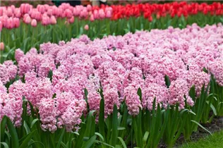 Hyacinthus orientalis 'Fondant' - Hyazinthe 'Fondant'