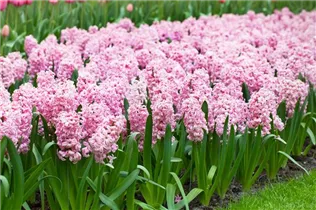 Hyacinthus orientalis 'Fondant' - Hyazinthe 'Fondant'