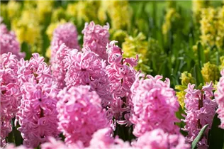 Hyacinthus orientalis 'Fondant' - Hyazinthe 'Fondant'