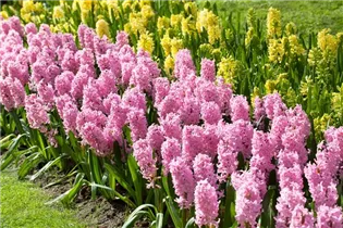 Hyacinthus orientalis 'Fondant' - Hyazinthe 'Fondant'