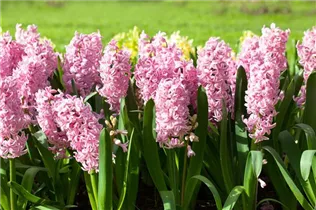 Hyacinthus orientalis 'Fondant' - Hyazinthe 'Fondant'