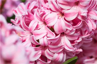 Hyacinthus orientalis 'Fondant' - Hyazinthe 'Fondant'