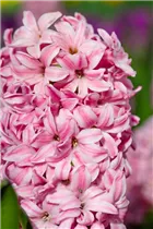 Hyacinthus orientalis 'Fondant' - Hyazinthe 'Fondant'