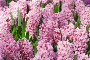 Hyacinthus orientalis 'Fondant' - Hyazinthe 'Fondant'