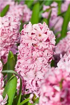 Hyacinthus orientalis 'Fondant' - Hyazinthe 'Fondant'