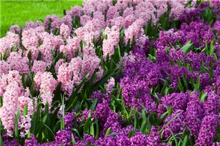 Hyacinthus orientalis 'Fondant' - Hyazinthe 'Fondant'
