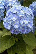 Hydrangea macrophylla 'Coquin'® - Bauernhortensie 'Coquin'®