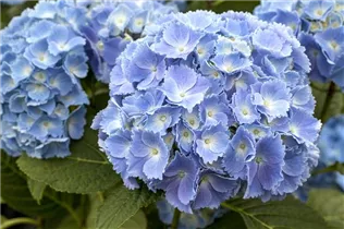 Hydrangea macrophylla 'Coquin'® - Bauernhortensie 'Coquin'®