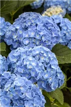 Hydrangea macrophylla 'Coquin'® - Bauernhortensie 'Coquin'®