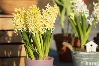 Hyacinthus orientalis 'Gipsy Princess' - Hyazinthe 'Gipsy Princess'