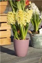 Hyacinthus orientalis 'Gipsy Princess' - Hyazinthe 'Gipsy Princess'