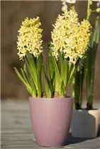 Hyacinthus orientalis 'Gipsy Princess' - Hyazinthe 'Gipsy Princess'