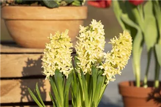Hyacinthus orientalis 'Gipsy Princess' - Hyazinthe 'Gipsy Princess'