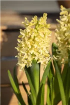 Hyacinthus orientalis 'Gipsy Princess' - Hyazinthe 'Gipsy Princess'