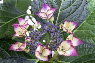 Hydrangea macrophylla 'Dark Angel'® - Tellerhortensie 'Dark Angel'®