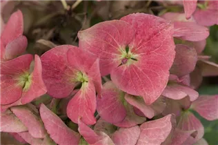 Hydrangea macrophylla 'Dark Angel'® - Tellerhortensie 'Dark Angel'®