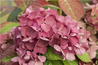 Hydrangea macrophylla 'Dark Angel'® - Tellerhortensie 'Dark Angel'®