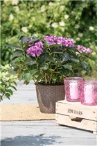 Hydrangea macrophylla 'Deep Purple' - Bauernhortensie 'Deep Purple' Hydrangea macrophylla 'Deep Purple' - Bauernhortensie 'Deep Purple'